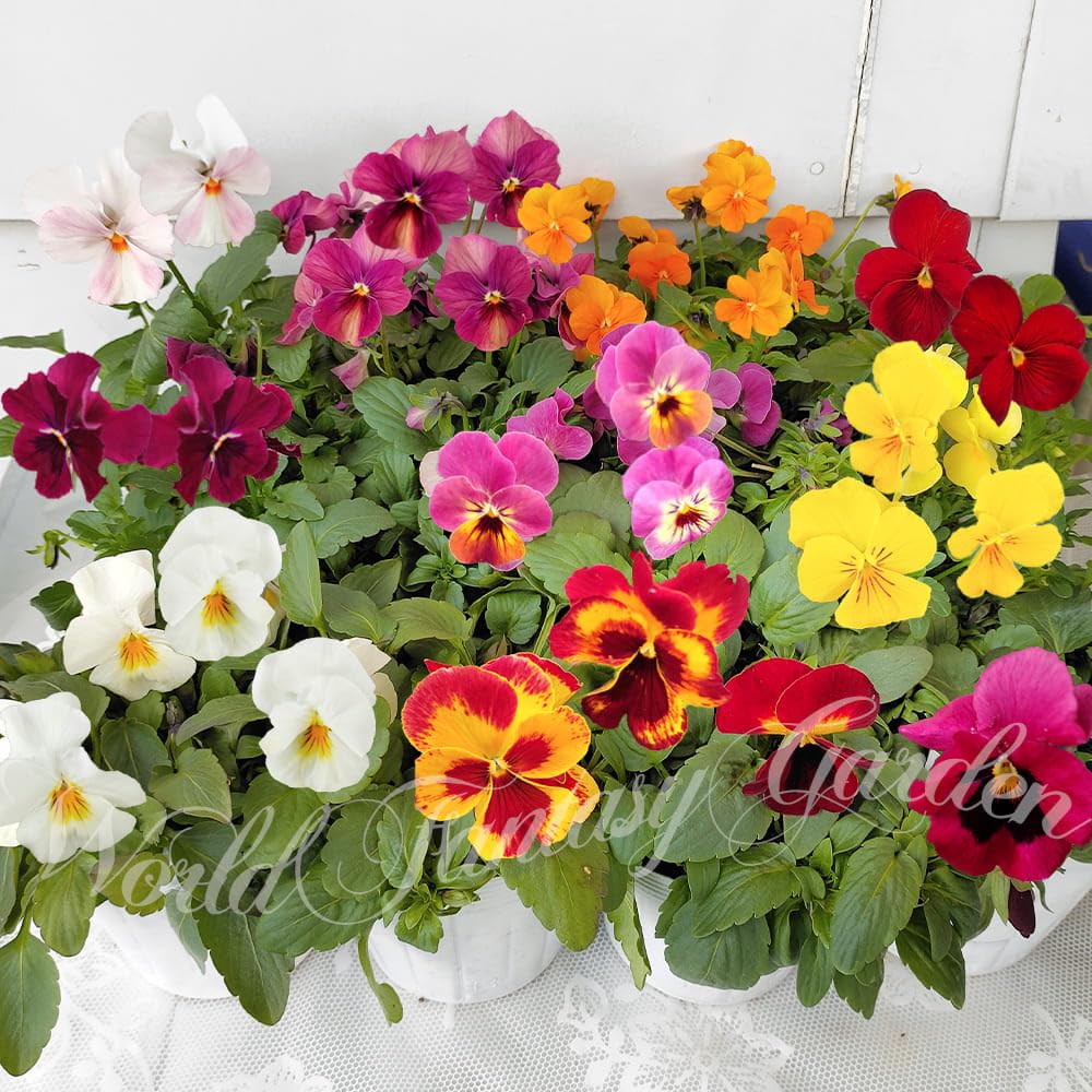 Amazon｜ハッピーガーデン 花苗セット パンジー＆ビオラMIX 暖色系 1